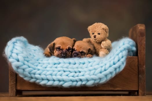 Dogs sleep on a small wooden bed