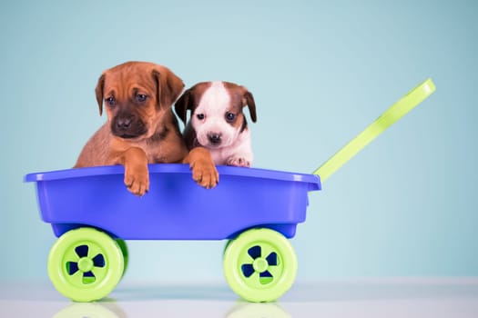 Beautiful little puppies in a toy wagon