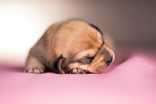 Cute puppy dog sleeping, animals concept