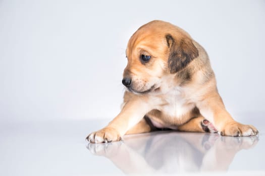 Pet, dog puppy animals concept