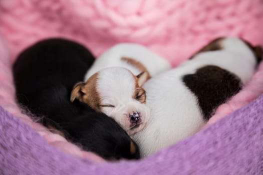 Love, Puppies dog sleeps on a blanket