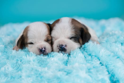 Dogs on a sleeps on a blanket