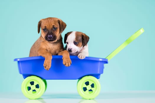 Cute doggies in a toy wagon