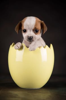 Little dog in an Easter egg