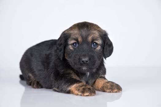 Pet, dog puppy animals concept