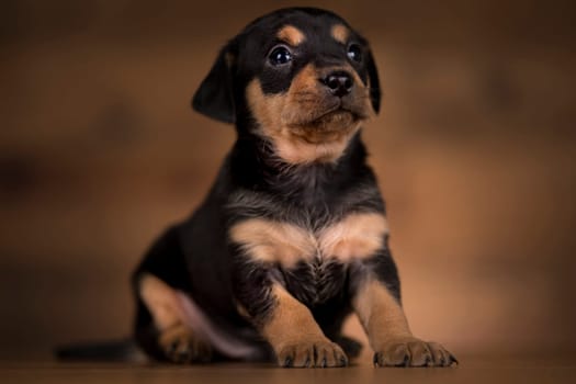 Small dog on a wooden background