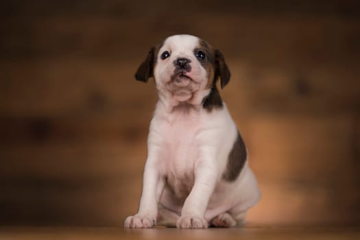 Dog on a wooden background