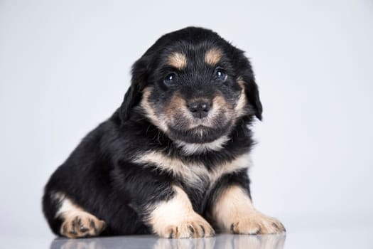 Pet, dog puppy animals concept