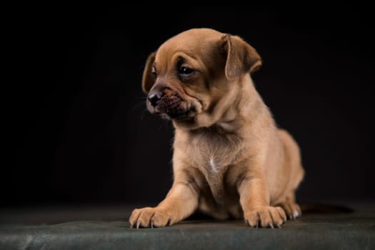 Small dog on a black background