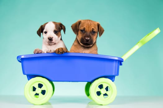 Beautiful little puppies in a toy wagon