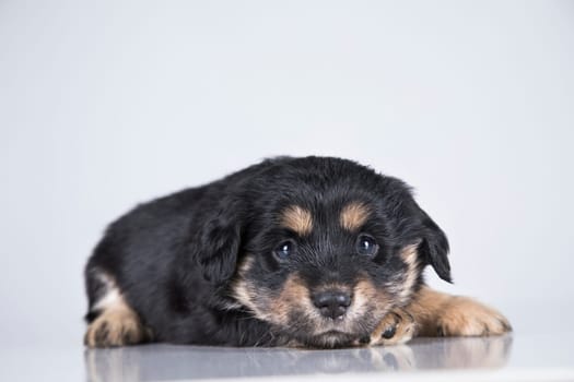 A small dog on a white background