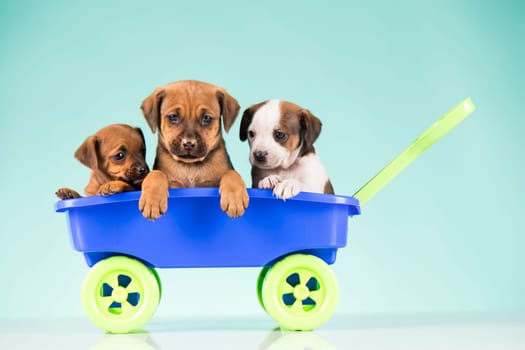 Beautiful little puppies in a toy wagon