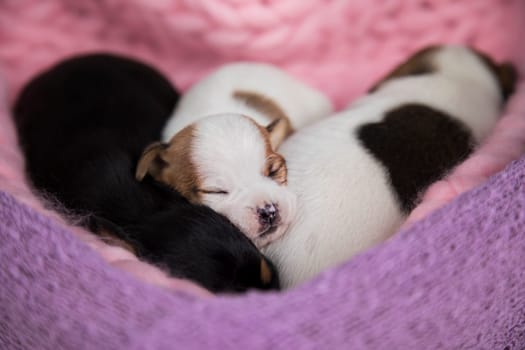 Love, Puppies dog sleeps on a blanket