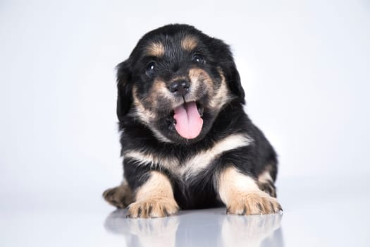 Little dog on a white background