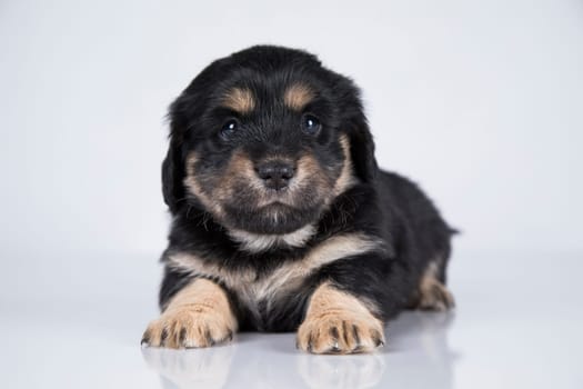 A small dog on a white background