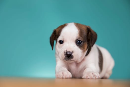 Cute puppy dog, animals concept