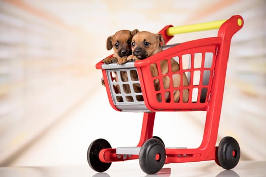 Cute doggies in a shopping cart