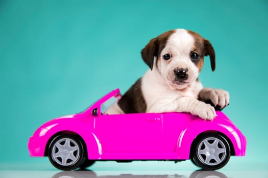 Cute dog in a pink car