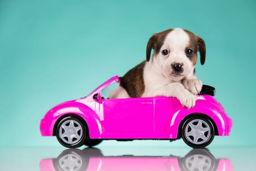Puppy in a pink car