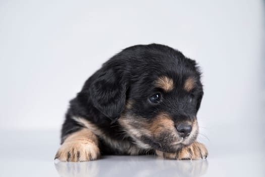 Little dog on a white background
