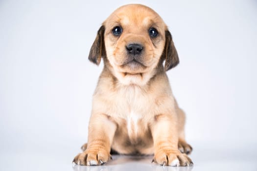 A small dog on a white background