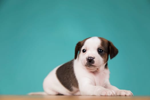 Little puppy dogs, animals concept