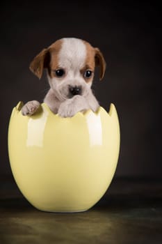 Little dog in an Easter egg