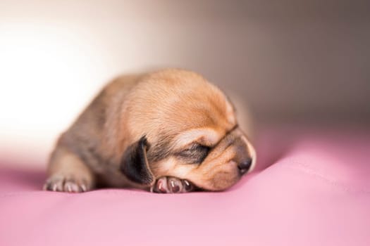 Cute puppy dog sleeping, animals concept