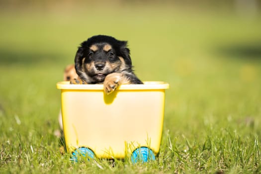 Little dog in a toy wagon on the grass