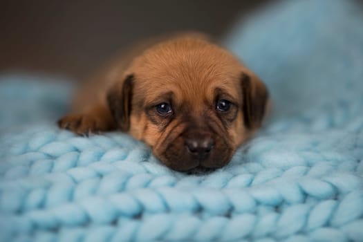 Little puppy breed is sleeping