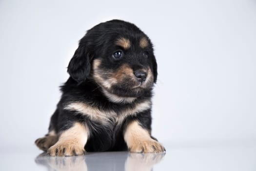 Little dog on a white background
