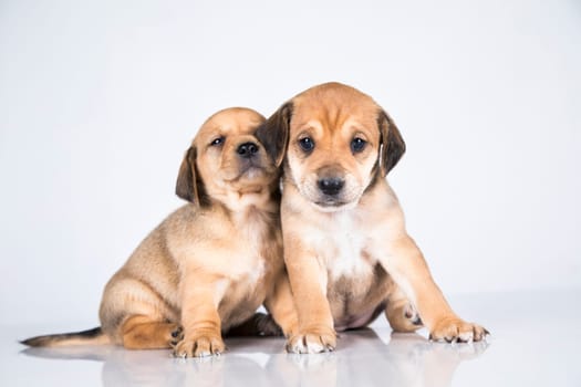 Two dogs  on a white background