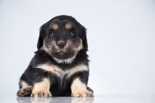 Little dog on a white background