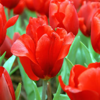 tulip Tulipa bulbous herbs in lily family Liliaceae. Tulips, garden flowers, cultivars and varieties. Flowers delicate bright reddish red color. Beautiful buds. Landscaping. Variety hybrids