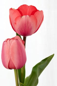 Freshly cut red orange tulips in a clear glass vase filled with water with the bulb isolated on white with highlights quickly fading to white.