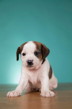 Little puppy dogs, animals concept