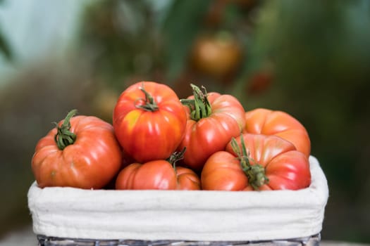Tomatoes vegetable garden, organic products