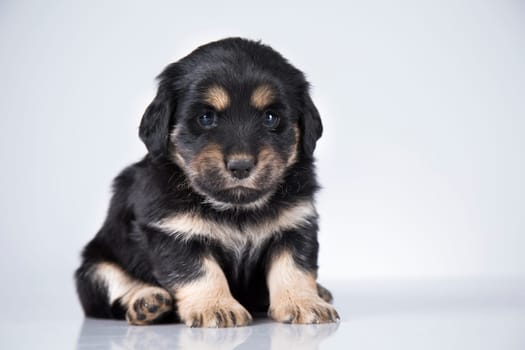 A small dog on a white background