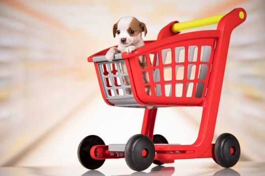 Dog in a shopping cart