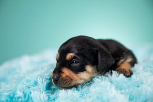 Sleeping dog in a on a blanket