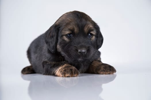 Pet, dog puppy animals concept