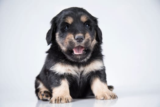 Pet, dog puppy animals concept