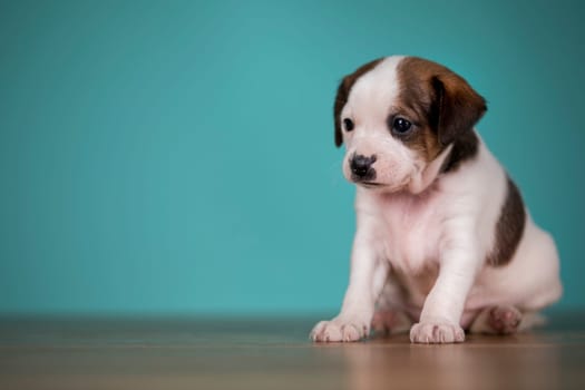 Little puppy dogs, animals concept