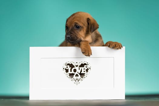 Love little dogs in are wooden deck