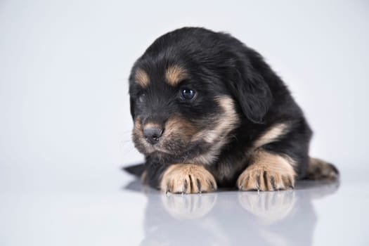 Little dog on a white background