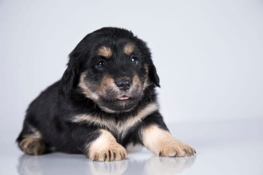 Pet, dog puppy animals concept