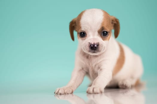 Pet, Little puppy dog, animals concept