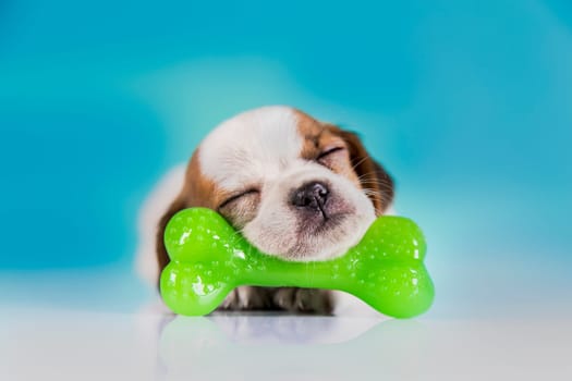 Dog sleeps with a rubber bone