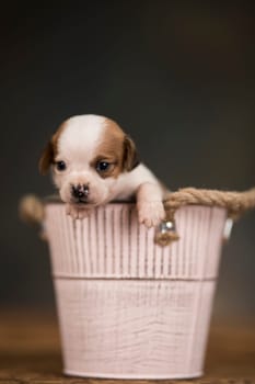 Dog in a metal bucket