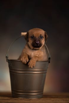 Dog in a metal bucket